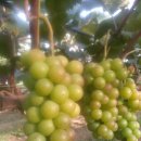 준선농장 이미지