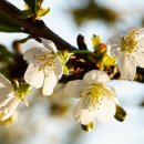 현대5호 이미지