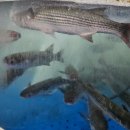 동해 싱싱수산 | 동해횟집 더좋은수산 싱싱한 회 포장후기