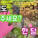 때론 보충해주세요~ 빵빵해진 다육이 - 약제 영양제 혼용 방법 에오니움 퍼펙트톱 엔힙엠지 엔힙17칼슘 이미지