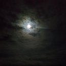 하룻강아지 이미지