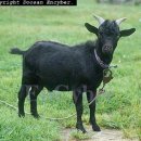 염소야놀자 이미지