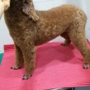 피닉스동물병원 이미지