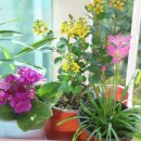 장미찻집 이미지