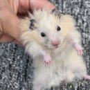 메다카린 이미지