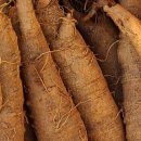 더덕쟁이 이미지