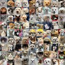 봄날의 강아지 | 강아지자궁축농증 수술후기, 최소 절개로 회복한 14살 아이 <15년 차 수의사 작성>