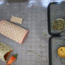 세자매야채