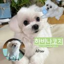 하비나 코지 이미지