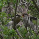 때까치 번식 Bull-headed shrike 이미지