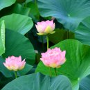 면천군자정 이미지