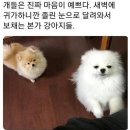 착한강아지 이미지
