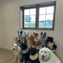 에브리댕댕 이미지