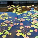 양평군양서면 세미원연꽃축제前 작은연못에 피어난 수련(睡蓮)과 백합꽃. 그리고 인근 두물머리방문사진 이미지
