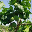 섬진농장 | 섬진강변과수원 매실농장. 2024년 5월 5일