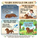 손수의과병원 | 포항 강아지 디스크 치료? 침·뜸 동물 한방치료로 달라진 실제 사례