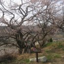 순천향매실마을 이미지