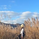 황매산 억새축제 | 황매산 억새축제 24년도 후기 / 개화현황 보는 법