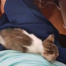 허동물병원 이미지