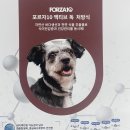 (주)포르자10코리아 | 포르자10 엑티웻 독더모 찐솔직후기 💌(+습식)