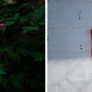 감나무집공할머니민박 이미지