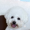 동물보육원 김해지부 네이버블로그