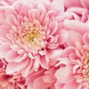 스텔라의원 이미지