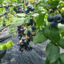 밤나무골농장 이미지