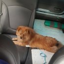 순돌이네펫택시 이미지