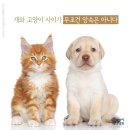 개와 고양이 이미지