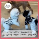 펫타리움 청담점 이미지