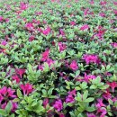 대왕농원 이미지