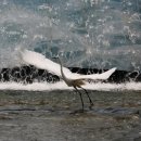 청계천 복원 20주년 / Cheonggyecheon Ecological Restorat 이미지