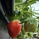 기찬농장 2 이미지