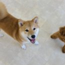 퍼피엔젤스 이미지