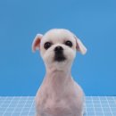 힐스 펫살롱 이미지