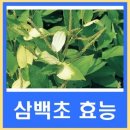 삼백초 이미지