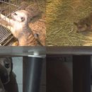 동물농장 이미지