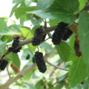 명옥농장 이미지