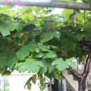 감나무집민박 이미지