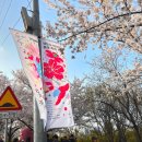 서울여의도초등학교 | 2026 영등포 여의도 봄꽃축제, 여의도 한강공원 벚꽃축제 방문후기