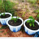 대명농장 이미지