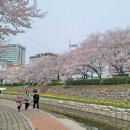 굴다리청과 | 울산여행 후기 36편 - 부산근교 울산 벚꽂 명소 무거천 궁거랑 : 실시간 개화시기 및 주차장 정보