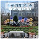 가족이 함께 떠나는 숲체험 & 놀이 - 숲속에서 만나는 동화 나라 | 주말 가족 나들이 추천! 용인 자작나무 숲 튤립축제,베툴라