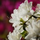 보랏빛향기 이미지