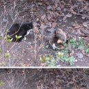 고거식당 이미지