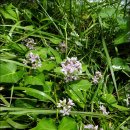 대전둘레산길(11구간) 이미지