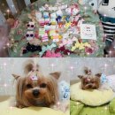 맘마미아 독 이미지