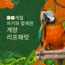 리프패럿부천 | 리프패럿 계양점 방문 후기 🌿🐦