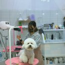 그루미뇽 | [전포] 그루미뇽 / 비숑미용 / 비숑가위컷 / 강아지미용 / 부산강아지미용 / 비숑미용추천